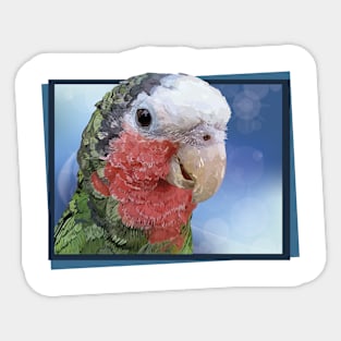 Amazon parrot Sticker